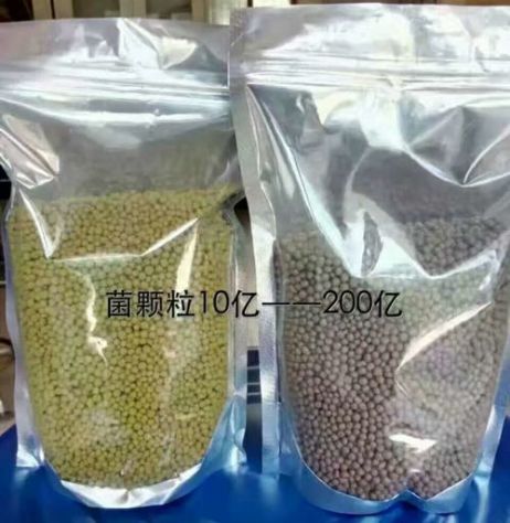 點(diǎn)擊查看詳細(xì)信息<br>標(biāo)題：枯草芽孢桿菌菌劑顆粒 閱讀次數(shù)：3316