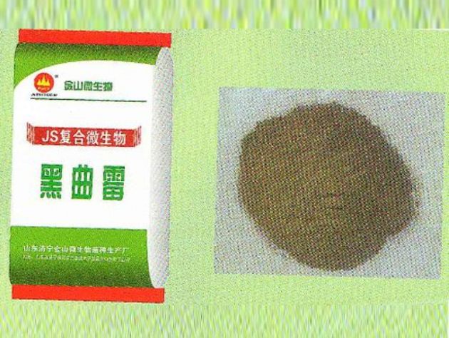 點(diǎn)擊查看詳細(xì)信息<br>標(biāo)題：黑曲霉 閱讀次數(shù)：2022