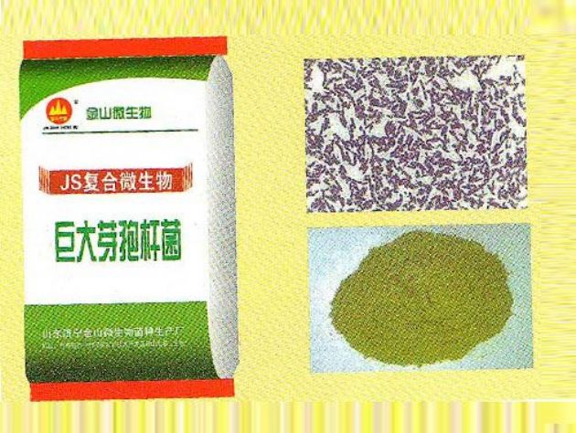 點(diǎn)擊查看詳細(xì)信息<br>標(biāo)題：巨大芽孢桿菌 閱讀次數(shù)：1886